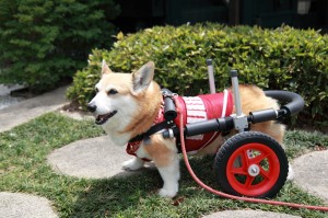 犬用車椅子♪