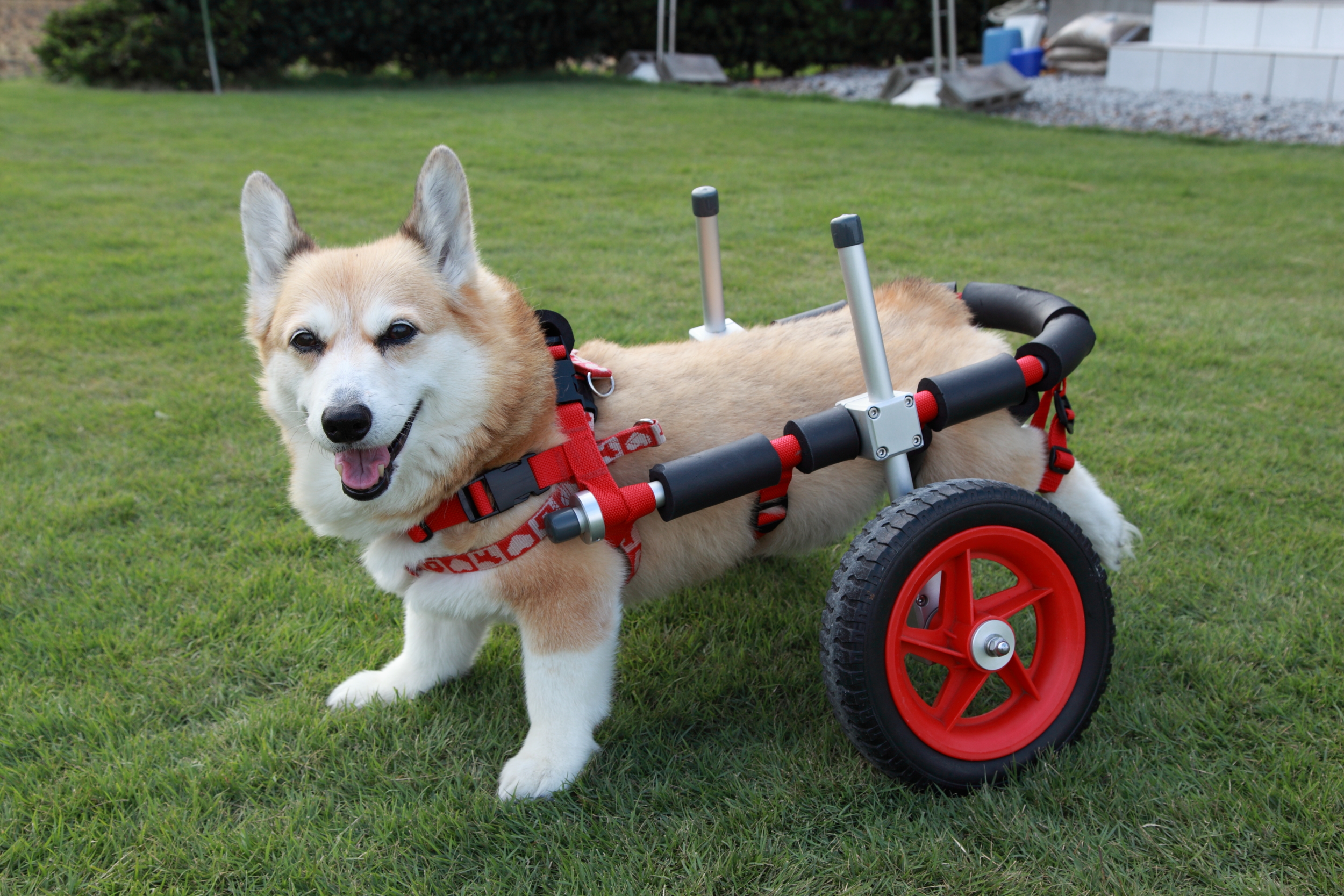 犬用車椅子の販売が決定しました。 ｜社長ブログ「未来への種まき 