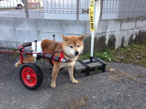 柴犬エース君の犬用車椅子を製作させて頂きました。