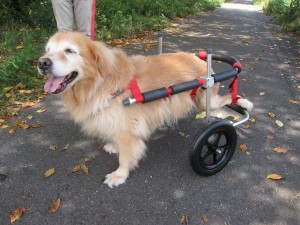 犬用車椅子　大型犬用　ゴールデンレトリバーのシャネルちゃん